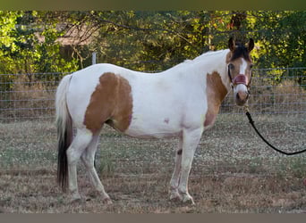 Paint Horse, Giumenta, 12 Anni, 142 cm, Pelle di daino