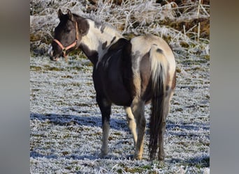 Paint Horse, Giumenta, 12 Anni, 148 cm, Grullo