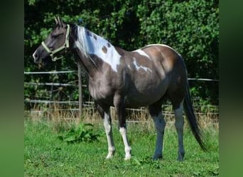 Paint Horse, Giumenta, 12 Anni, 148 cm, Grullo