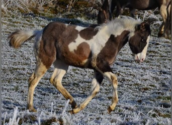 Paint Horse, Giumenta, 12 Anni, 148 cm, Grullo