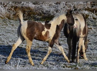 Paint Horse, Giumenta, 12 Anni, 148 cm, Grullo