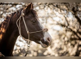 Paint Horse, Giumenta, 12 Anni, 149 cm, Morello