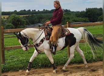 Paint Horse, Giumenta, 12 Anni, 150 cm, Pezzato