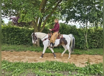 Paint Horse, Giumenta, 12 Anni, 150 cm, Pezzato