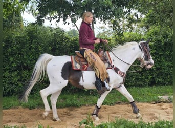 Paint Horse, Giumenta, 12 Anni, 150 cm, Pezzato