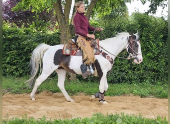 Paint Horse, Giumenta, 12 Anni, 150 cm, Pezzato