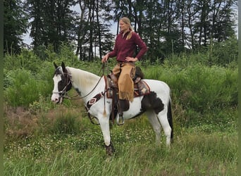 Paint Horse, Giumenta, 12 Anni, 150 cm, Pezzato