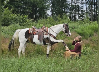 Paint Horse, Giumenta, 12 Anni, 150 cm, Pezzato