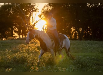 Paint Horse, Giumenta, 12 Anni, Pezzato