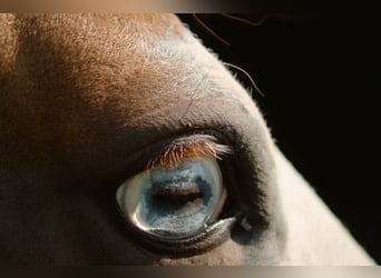 Paint Horse, Giumenta, 13 Anni, 151 cm, Pezzato