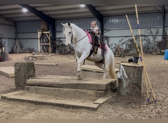 Paint Horse, Giumenta, 13 Anni, 152 cm, Grigio