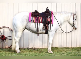 Paint Horse, Giumenta, 13 Anni, 152 cm, Grigio