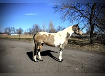 Paint Horse, Giumenta, 13 Anni, 152 cm, Può diventare grigio