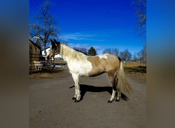 Paint Horse, Giumenta, 13 Anni, 152 cm, Può diventare grigio