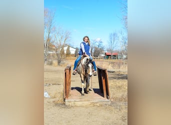 Paint Horse, Giumenta, 13 Anni, 152 cm, Può diventare grigio