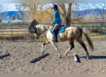 Paint Horse, Giumenta, 13 Anni, 152 cm, Può diventare grigio