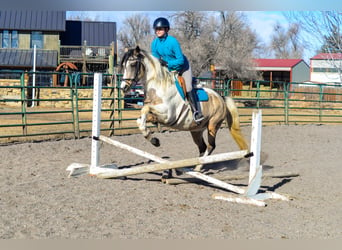 Paint Horse, Giumenta, 13 Anni, 152 cm, Può diventare grigio