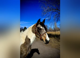 Paint Horse, Giumenta, 13 Anni, 152 cm, Può diventare grigio