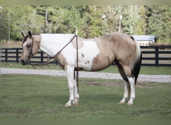 Paint Horse, Giumenta, 14 Anni, 145 cm, Pelle di daino