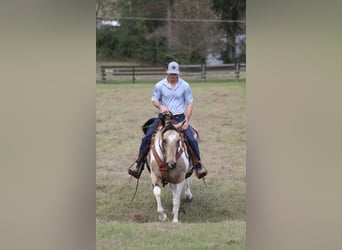 Paint Horse, Giumenta, 14 Anni, 145 cm, Pelle di daino