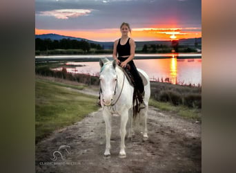 Paint Horse, Giumenta, 14 Anni, 152 cm, Grigio