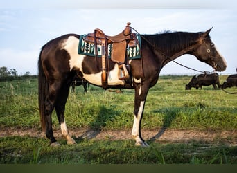 Paint Horse, Giumenta, 14 Anni, Pezzato