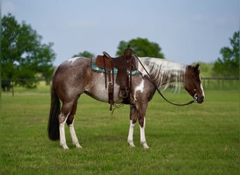 Paint Horse, Giumenta, 15 Anni, 152 cm, Pezzato