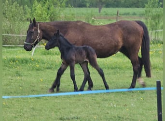 Paint Horse, Giumenta, 16 Anni, 156 cm, Baio nero