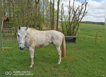 Paint Horse, Giumenta, 19 Anni, 155 cm, Grigio pezzato