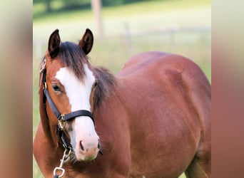 Paint Horse, Giumenta, 1 Anno, 150 cm, Baio