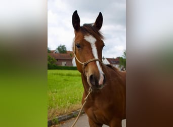 Paint Horse, Giumenta, 1 Anno, 150 cm, Baio