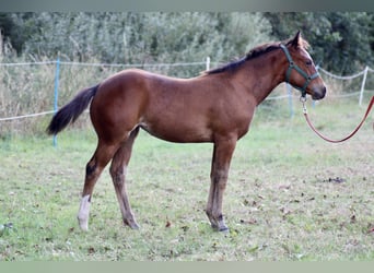 Paint Horse, Giumenta, 1 Anno, 150 cm, Baio