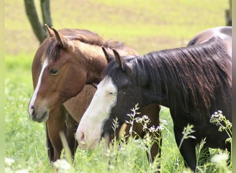Paint Horse, Giumenta, 1 Anno, 150 cm, Baio