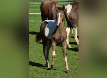 Paint Horse, Giumenta, 1 Anno, 150 cm, Champagne