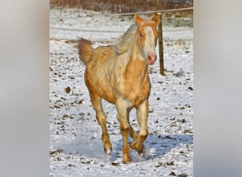 Paint Horse, Giumenta, 1 Anno, 150 cm, Champagne