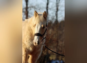 Paint Horse, Giumenta, 1 Anno, 150 cm, Palomino