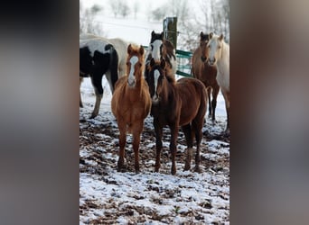 Paint Horse, Giumenta, 1 Anno, 150 cm, Red dun