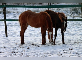 Paint Horse, Giumenta, 1 Anno, 150 cm, Red dun