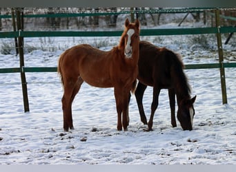 Paint Horse, Giumenta, 1 Anno, 150 cm, Red dun