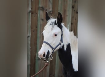 Paint Horse, Giumenta, 1 Anno, 150 cm, Tovero-tutti i colori