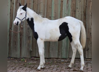 Paint Horse, Giumenta, 1 Anno, 150 cm, Tovero-tutti i colori
