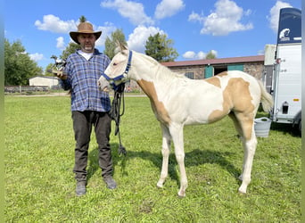 Paint Horse, Giumenta, 1 Anno, 151 cm, Tovero-tutti i colori