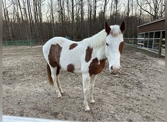 Paint Horse, Giumenta, 1 Anno, 152 cm, Sauro ciliegia