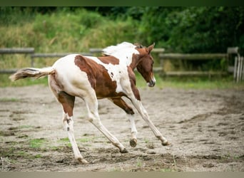 Paint Horse, Giumenta, 1 Anno, 152 cm, Tobiano-tutti i colori