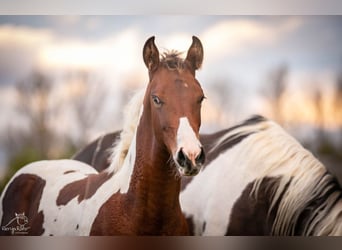 Paint Horse, Giumenta, 1 Anno, 152 cm, Tobiano-tutti i colori