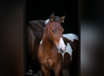 Paint Horse, Giumenta, 1 Anno, 152 cm, Tobiano-tutti i colori