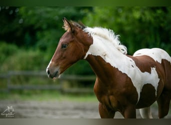 Paint Horse, Giumenta, 1 Anno, 152 cm, Tobiano-tutti i colori