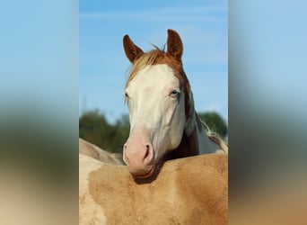 Paint Horse, Giumenta, 1 Anno, 153 cm, Overo-tutti i colori