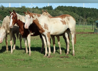 Paint Horse, Giumenta, 1 Anno, 153 cm, Overo-tutti i colori