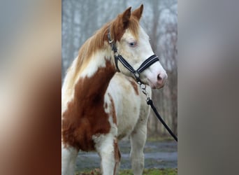 Paint Horse, Giumenta, 1 Anno, 153 cm, Overo-tutti i colori